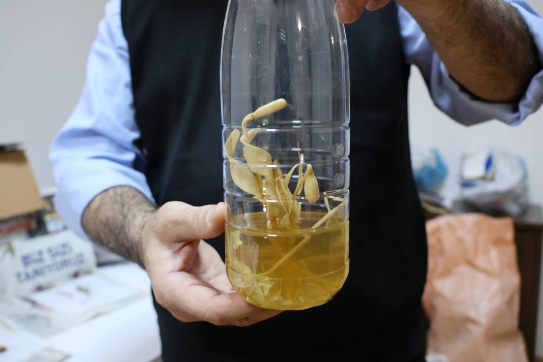 Nemrut Dağı'nda buldu. Karısının adını verdi 3